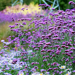 Purple Top Verbena